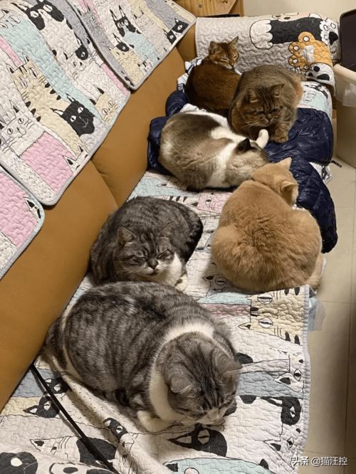 如果养了很多只猫,那买沙发一定要买有扶手的,这样才有得坐
