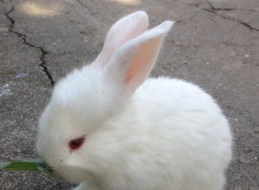 兔子是比较可爱的动物,那么怎么养兔子不会容易死呢