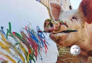 世界上唯一会画画的猪, 一幅画卖十万, 网友赐名 猪加索