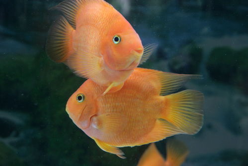 观赏鱼养殖:红魔鬼鱼繁殖及饲养方法,魔鬼鱼用什么呼吸
