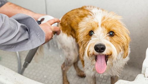 给狗狗洗澡需要注意什么 狗狗喝什么水最好