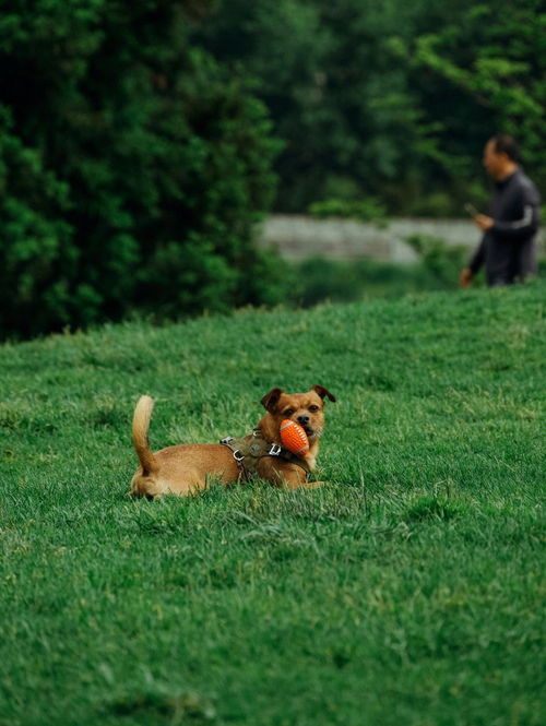 贵州贵阳阅山湖 狗狗可以自由玩耍的公园 