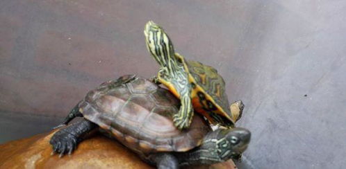 怎样养好一只龟 宠物小乌龟的饲养方法