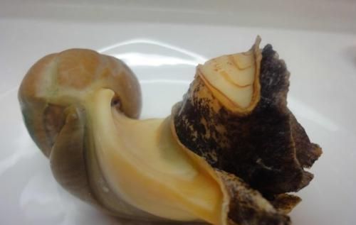 吃海螺也是有讲究的,有些部位不能吃,会影响身体健康