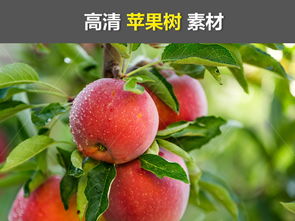 红苹果水果农村互联网电商农产品富士果图片下载素材 其他 