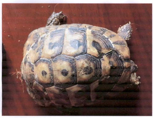 在家养龟也犯法 台州小伙买了几只陆龟当宠物,获刑 8 个月 缓刑 1 年