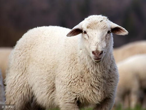 农村养殖创业 养羊怎么样,养羊赚钱吗