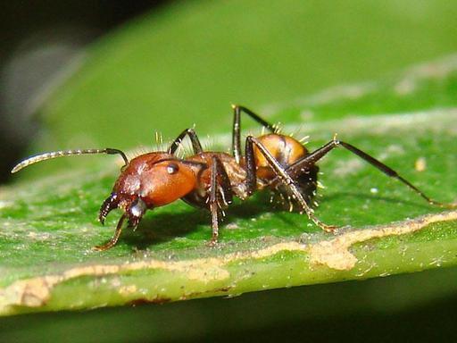 蚂蚁能不能感受到人类的存在 一个荒诞的谬论,引发一场争议