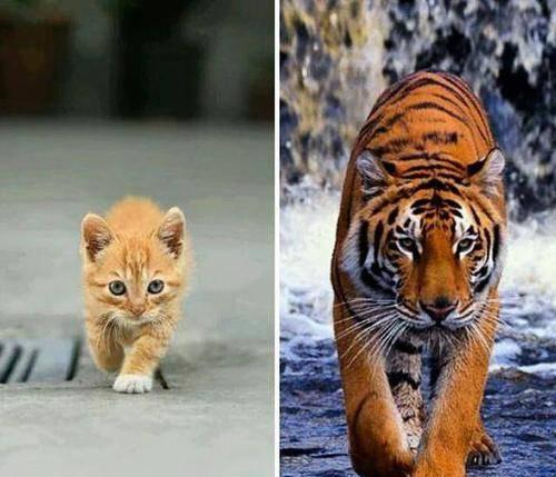 同是猫科动物,猫与老虎为什么演化出这么大差距的