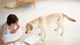 亚马逊专为狗狗开发了一套有声书,狗狗听了心情变好好 