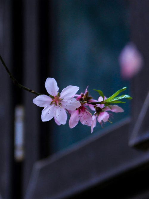 3月下旬,万事顺遂,桃花运来,这些星座爱情甜蜜又美满