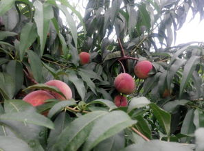 八月底9月初成熟的桃是什么品种发个图片桃 