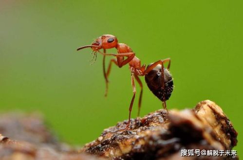 蚂蚁要睡觉吗 将它的神经系统放大1000倍后,我们发现了答案