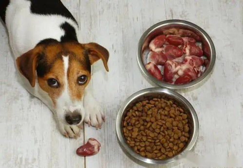 兽医提醒 这些食物,都是狗狗的 最爱 ,但宠主不能多喂