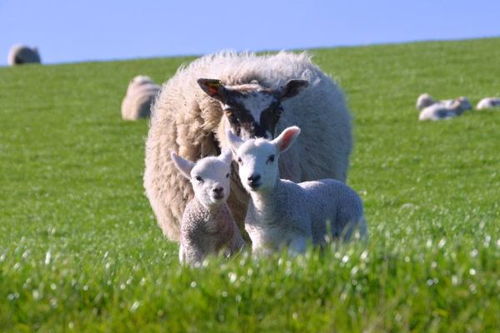1967年 羊 的未来10年 命不是一般的好 家有属羊的速度围观