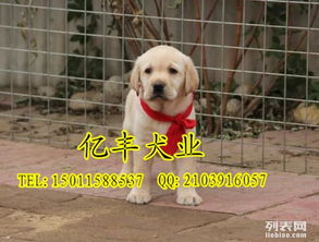 纯种拉布拉多幼犬 北京那里卖拉布拉多 拉布拉多多少钱