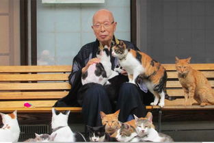 日本人到底有多喜欢猫 
