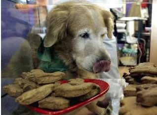 狗狗能不能吃人吃的饼干 