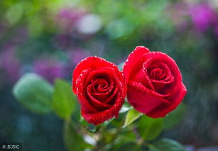 心理测试 选一对玫瑰花,测今生会有多少男人走进你心里 