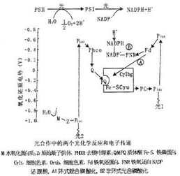 nadph是什么