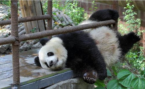 大熊猫数量少是有原因的,搞笑坑娃哪家强,要数国宝大熊猫
