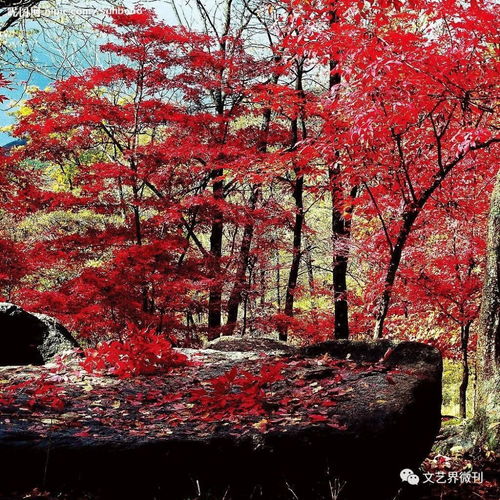 10月中旬到11月下旬 赏香山红叶