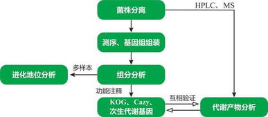 微生物做完基因组测序做什么 不如做代谢物 