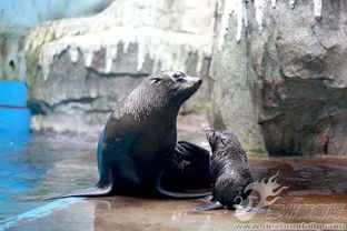 国内首例 泉城海洋极地世界海水江豚产子并成活