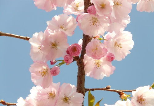 4月上旬,喜鹊迎财运,桃花送良缘,感情生活皆美好的4大生肖