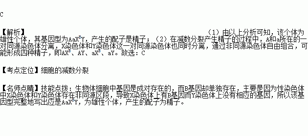 基因型为AaB的绵羊产生的配子名称和种类