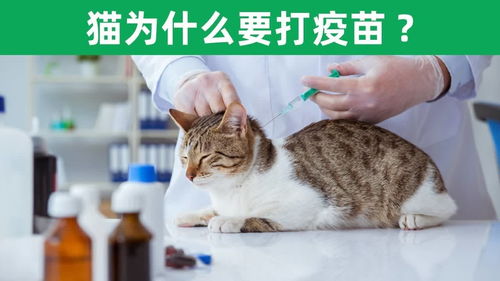 猫咪为什么要打疫苗,不打可以吗 