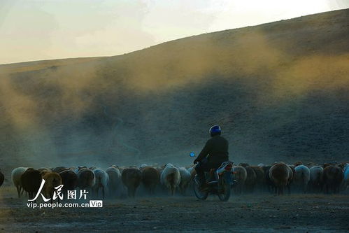 新疆呼图壁 秋季转场成风景