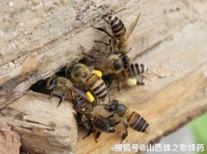 论蜂花粉对中蜂的重要程度及中蜂的取食偏好