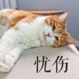 猫咪表情包 