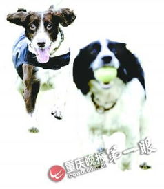 重庆3只搜爆犬出征赴广州 为亚运当安保