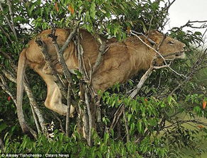 肯尼亚马赛马拉国家公园一只狮子被困树上 