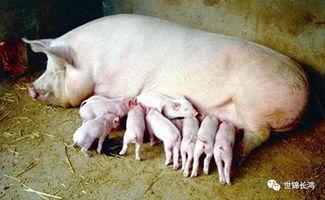 哪些原因能造成母猪难产你知道吗 