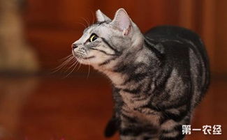 短尾猫有哪些品种 短毛猫品种名称及图片