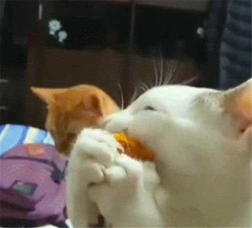 猫咪吃红薯时它的表情亮了,像是个没牙的老太太,吃到变形第一猫