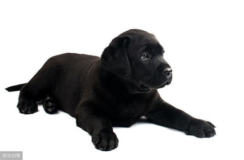 拉布拉多犬,纯黑的为什么很少人养 这三个原因决定的