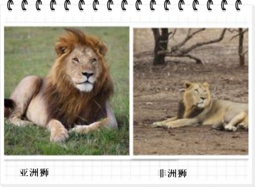 亚洲狮和非洲狮怎么区分 