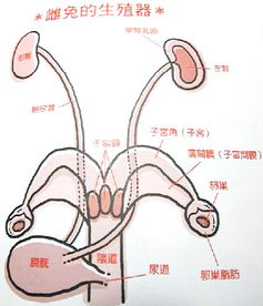 兔子有几个子宫