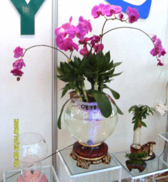 玻璃器皿养花必须水培吗