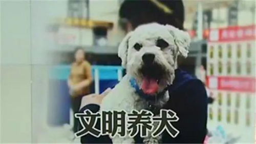 筠连县关于进一步加强犬类管理工作的通知 养狗人士必看...