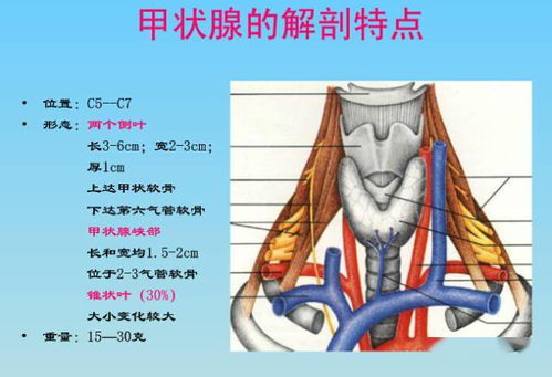 图文并茂的颈部CT解剖,抓紧收藏了吧