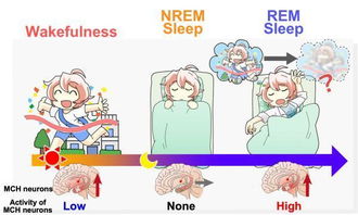 做梦记不住是大脑的主动遗忘 科学家或找到调节记忆的靶点