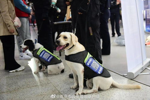 给警犬起名字大全霸气