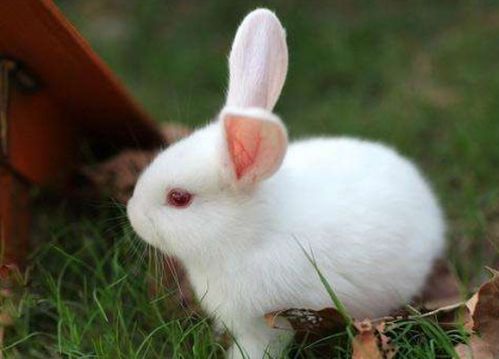 小白兔的外形特点是什么50字 