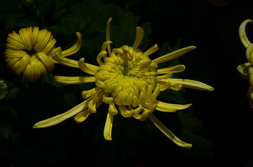 菊花照得太多了,记不得名字了,请猜猜名字,共赏菊 原图奉上 中关村在线摄影论坛 