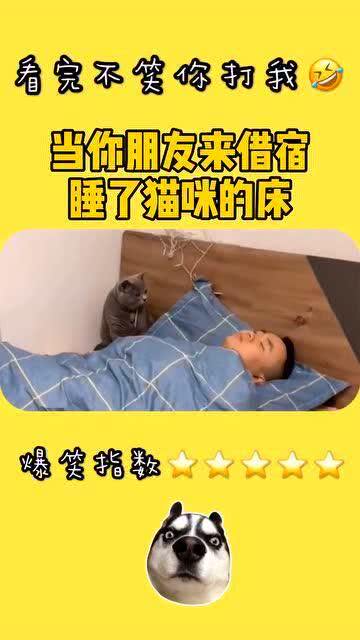 当你的朋友来借宿,睡了猫咪的床 